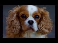 Dog Show &quot;Sad Eyes&quot; [HD]