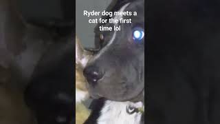 Ryder dog meets the cat for the first time in his life LOL and he didnt kill it