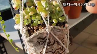 #다육식물#多肉植物#succulents/펜덴스,녹영/다육이세상라니-150