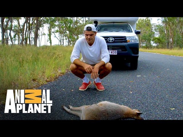 Animais na Pista - Perdidos