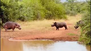 Hippo and Rhino stand off, amazing sighting at Toro River Lodges. Forsyth Family loving every minute