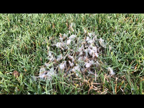 Video: Malattia Fungina Negli Anfibi