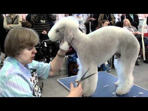 Bedlington terrier grooming