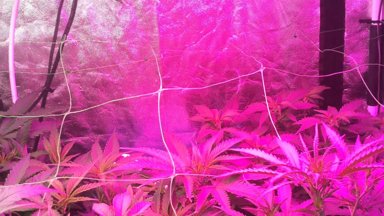 Marihuana Critical bilbo & mohan ram - Optimizar 1/3