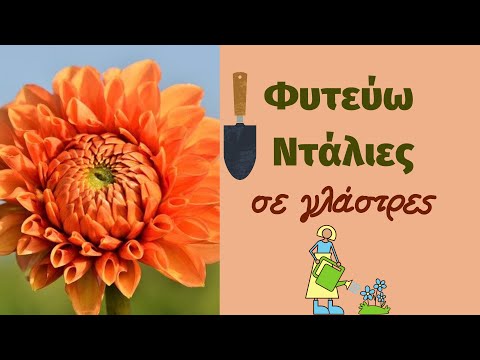 Βίντεο: Πότε φυτεύετε ντάλιες σε ανοιχτό έδαφος