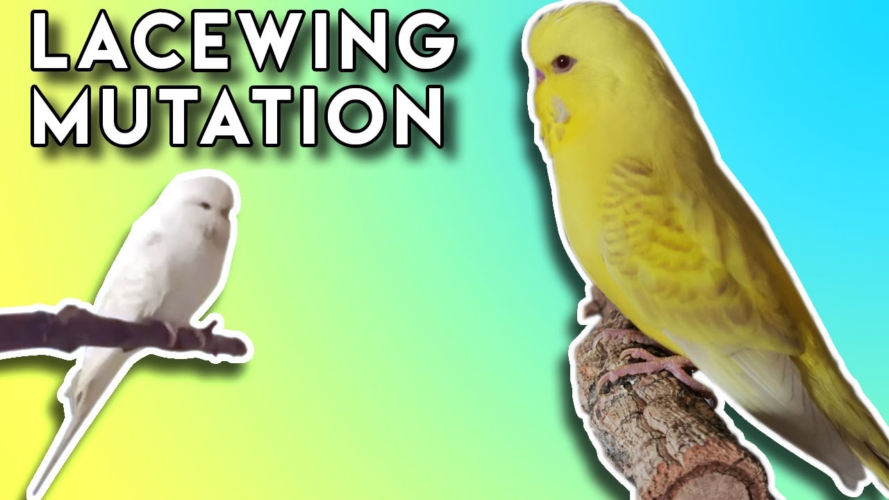 What is Lacewing budgie? (The AMAZING Genetics behind it!)