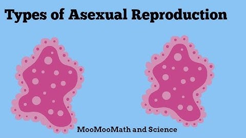 Asexual Reproduction