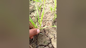 Tillering stage of the wheat crop presented on #knowledgeandfun10