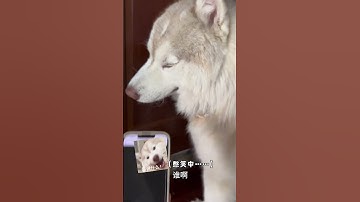 猛男落泪了情侣日常 哈士奇 恶搞男朋友