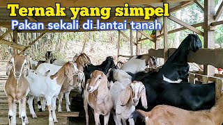 Se Simpel Ini Ternak Kambing Rambon. Pakan Sekali Dengan Kandang Lantai Tanah