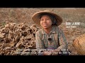 Myanmar: ILO makes ginger farming safer and more productive