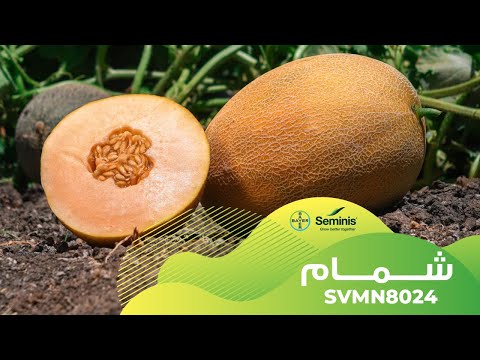 صنف شمام 8024 من باير سيمنيس ثمار ذات لون و شبكية وصلابة جيدة