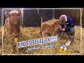 12 NIEUWE OPVANGPONY'S + NINA's VEULEN is geboren! || Paardzoektbaas