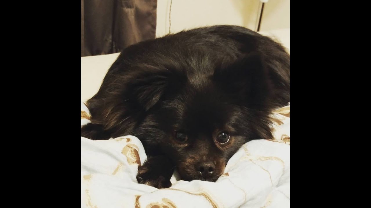 Teddy, the guilty dog puppy paradise