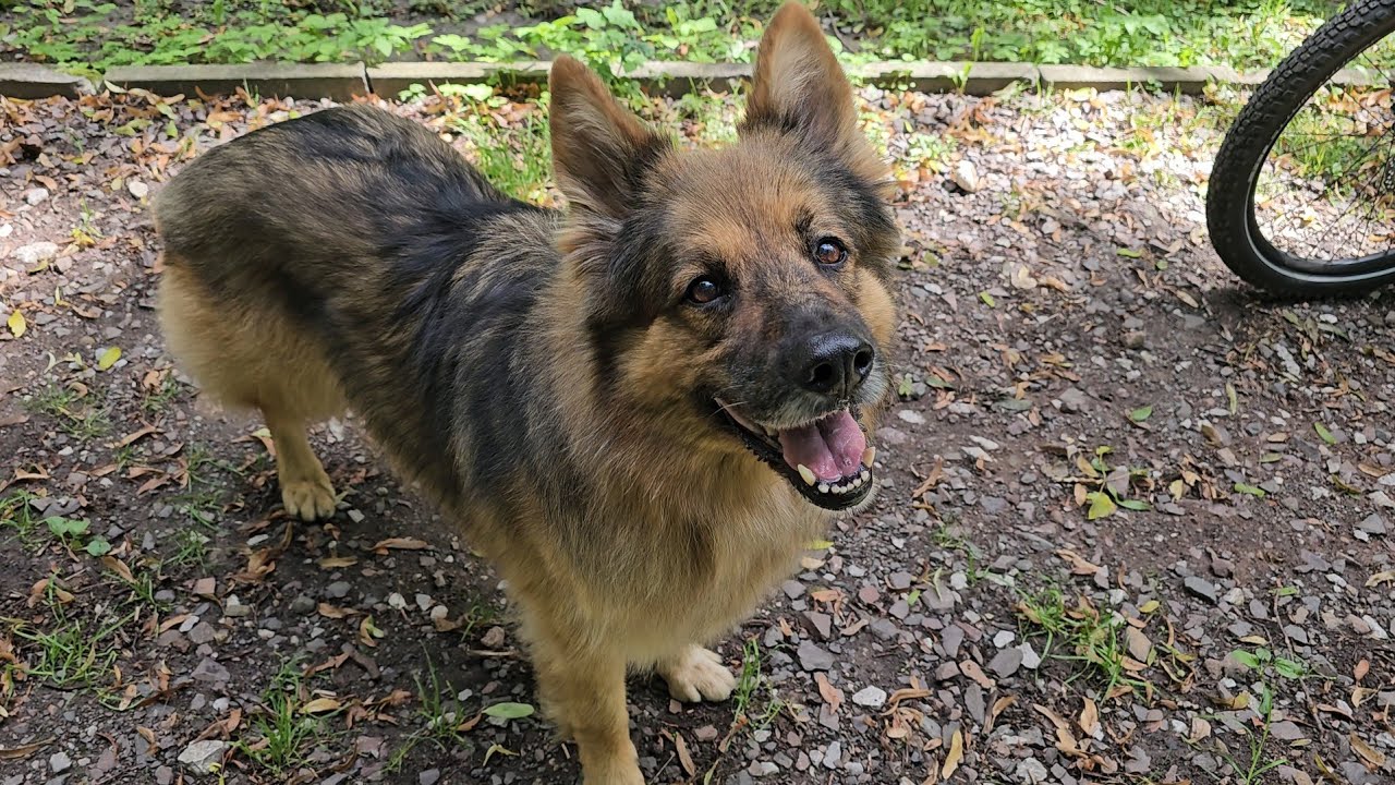 ARES POJECHAŁ NA BADANIA - Dostał plasterek moro 
