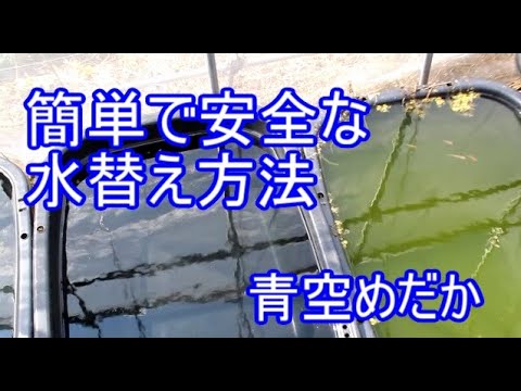 めだか 水かえ 頻度