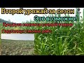 Второй урожай за сезон! Это возможно!Подсолнух и Кукуруза! Пшеница 15.08.21 ещё не убрана, почему???