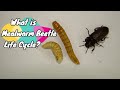 Mealworm beetle life cycle stages of the mealworms darkling beetle live food for bird and reptile