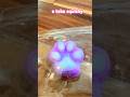 How to Make a Taba Squishy (The CUTEST Squishies) #shorts #viralshorts