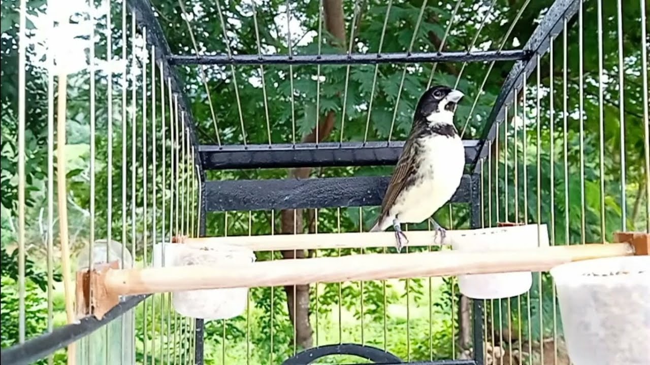 Melhor Canto Tui Tui Zero Zero Perfeito Para Encarte