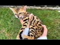 New baby bengal kittens whered they come from