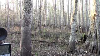 Camcorder Filming Into The Cypress Swamp While Collecting Third Game Camera