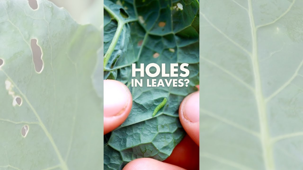 🐛 How to control cabbage worms #shorts