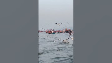 Thumbnail of Boat ride #music #melody #lifeisbutadream #nature #travel #zoo #telugusongs