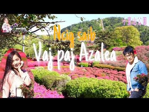 Video: Azalea Bushes Thiab Phytophthora cag Rot