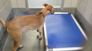 acs A687336