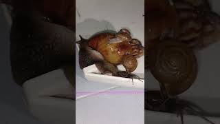 slug,#5 #shots #wildanimals #slugs #slugger  @yongsieutv-mo4ke