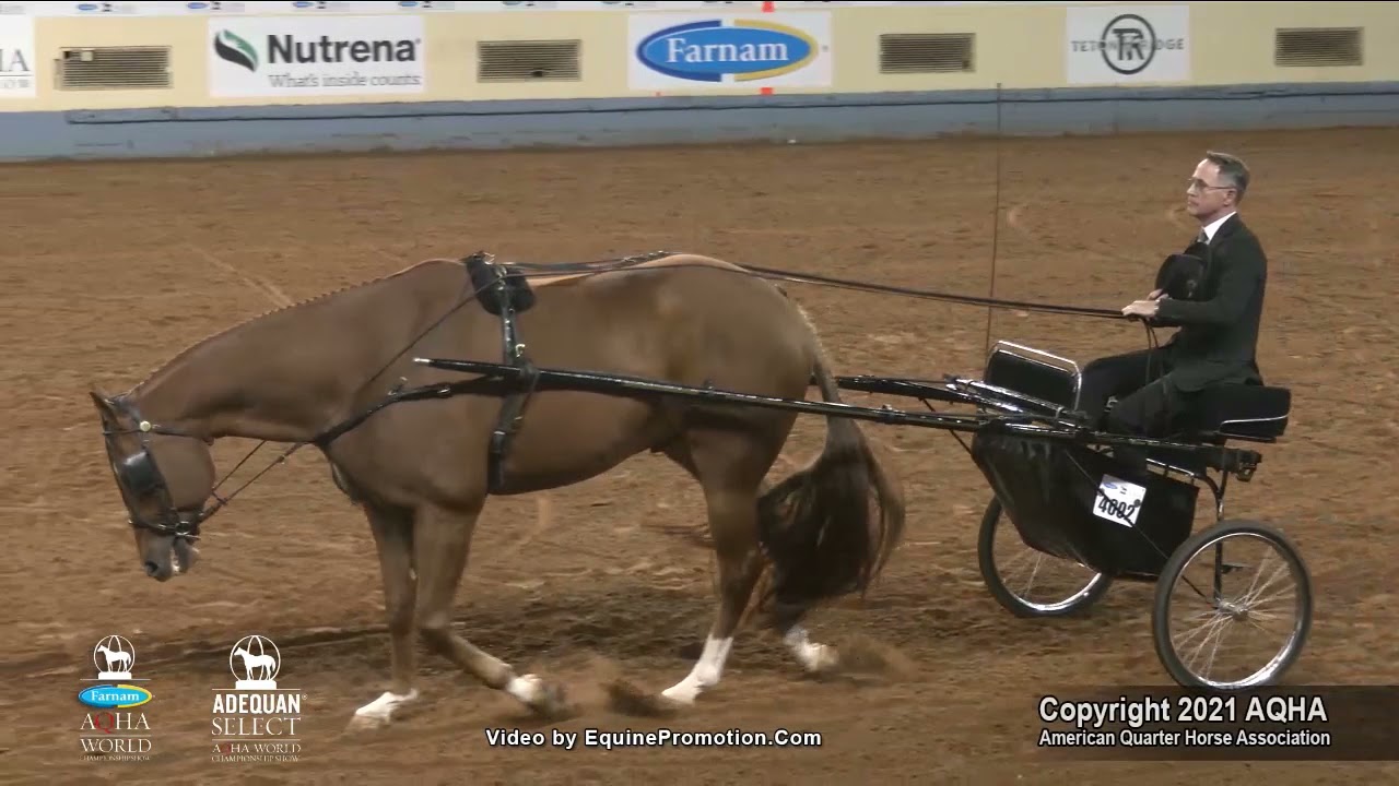 2021 Aqha Senior Pleasure Driving Youtube