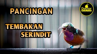 KONIN TEMBAKAN SERINDIT GACOR NGOBRA FULL ISIAN COCOK UNTUK KOLIBRI NINJA BAHAN IJOAN BELAJAR NEMBAK