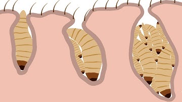 Can i lay a MAX LEVEL in this game?