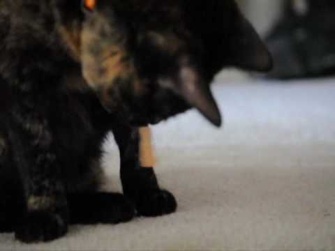 funny cat cat eating