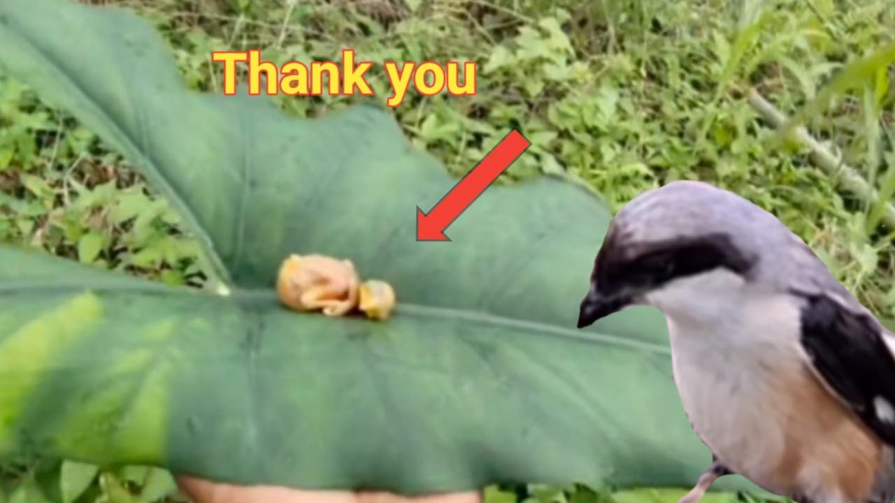 baby bird falls from nest pushed by its sibling - YouTube