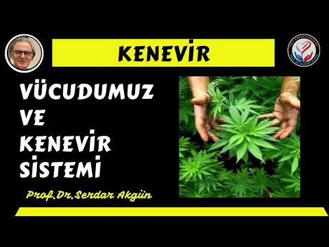 Sağlık, Kenevir, Vücudumuz, Prof.Dr.Serdar Akgün,T ıp Videoları