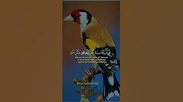 #اكسبلور سورة الزمر #راحة_نفسية القارئ ماهر المعيقلي @mustaphalahr1113 #لايك #دويتو