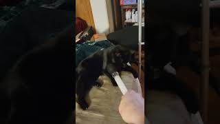 Turkey baster balb hopping all over Pudding 😅🤣🐈⬛️🖤