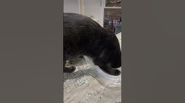 Danny The Cat Going Crazy Over A Catnip Container