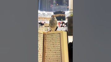 The way of tears 🥀 #kaaba #saudiarabia #makkah #madina  #masjidalharam  #shorts #ytshorts