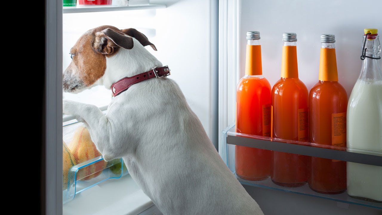 petco hours Beware: 5 Common Foods That Are Harmful To Dogs