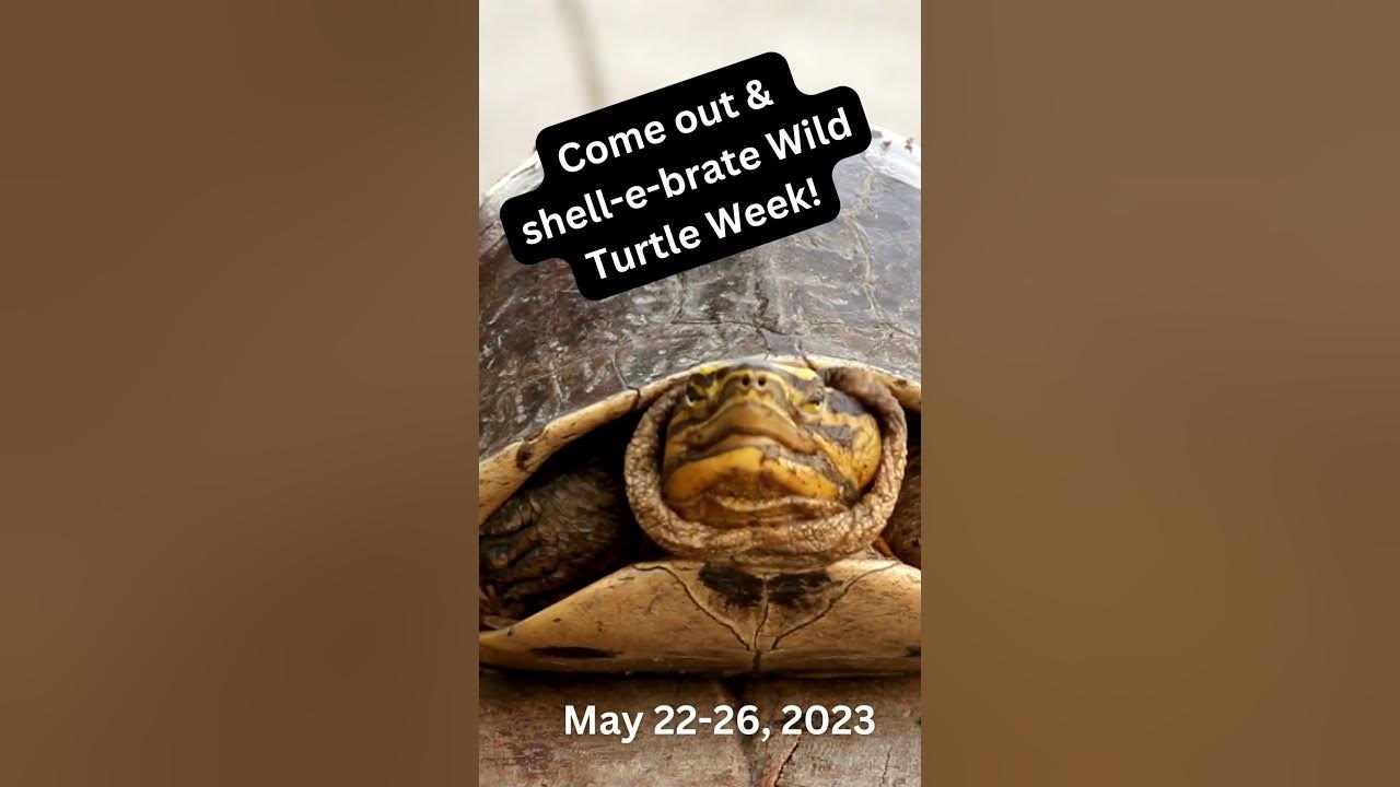 Come out & shellebrate Wild Turtle Week! YouTube