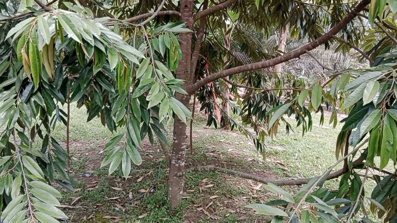 Kebun Durian 3 Tahun Sudah Berbuah.