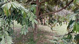 Kebun Durian 3 Tahun Sudah Berbuah.