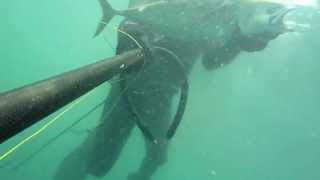 Tir d'une bonite en chasse sous marine sur l'ile d'Oléron.mov