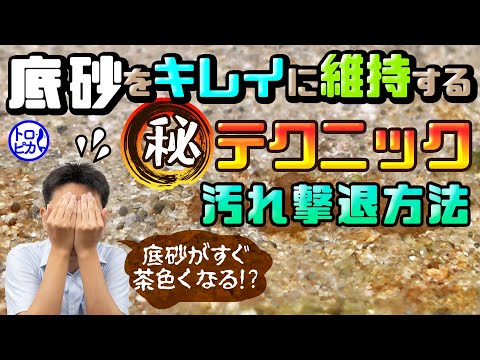 水槽の砂がすぐ茶色くなる!? 底砂をきれいに維持するマル秘テクニック！