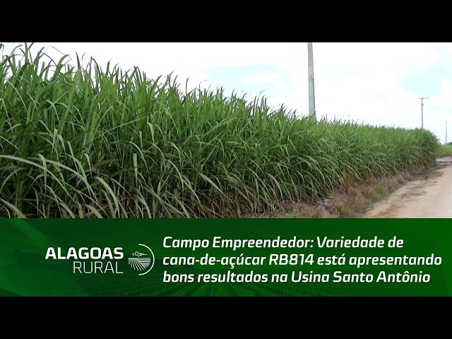 Variedade de cana-de-açúcar RB814 está apresentando bons resultados na Usina Santo Antônio