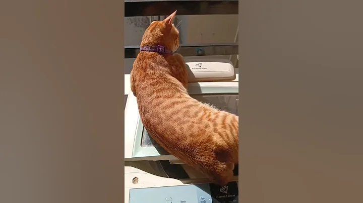 Watch the video about Taking a Sun bath ! #cat #funpage #cuteanimal #sunshine #sun #catlover #cutecat #cute #catsmoments