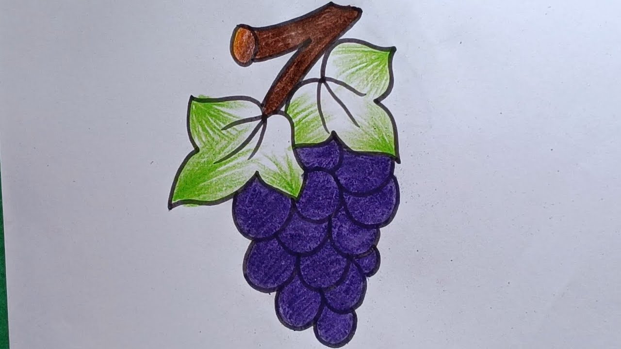 Grapes Drawing || How to Draw Grapes Step by Step || Easy Grapes Drawing Colour..